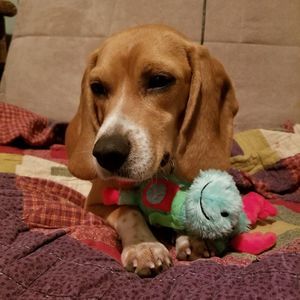 Meet your Posher, Amber